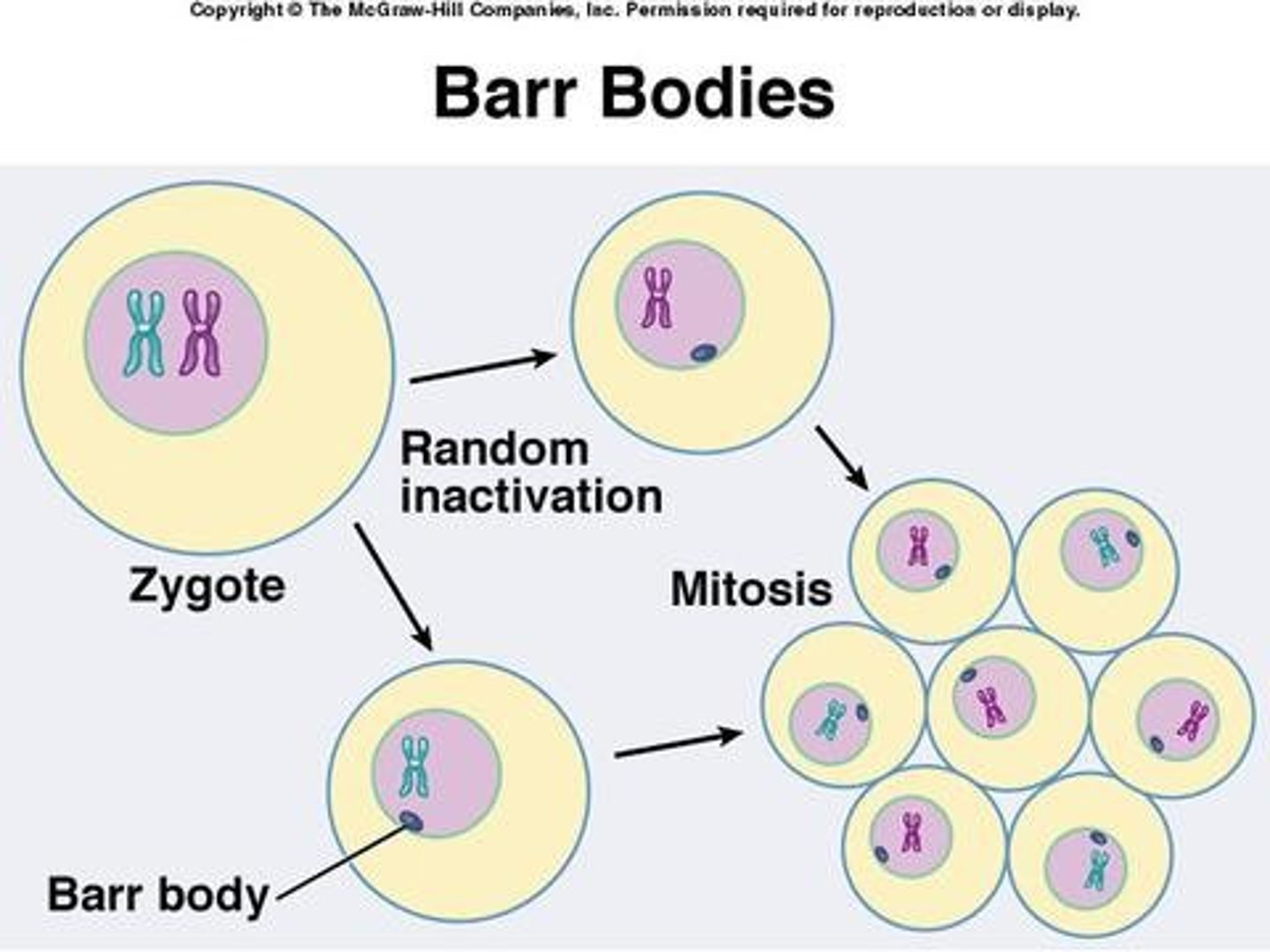 <p>X-inactivation</p><p>(Note: either chromosome can be inactivated)</p>