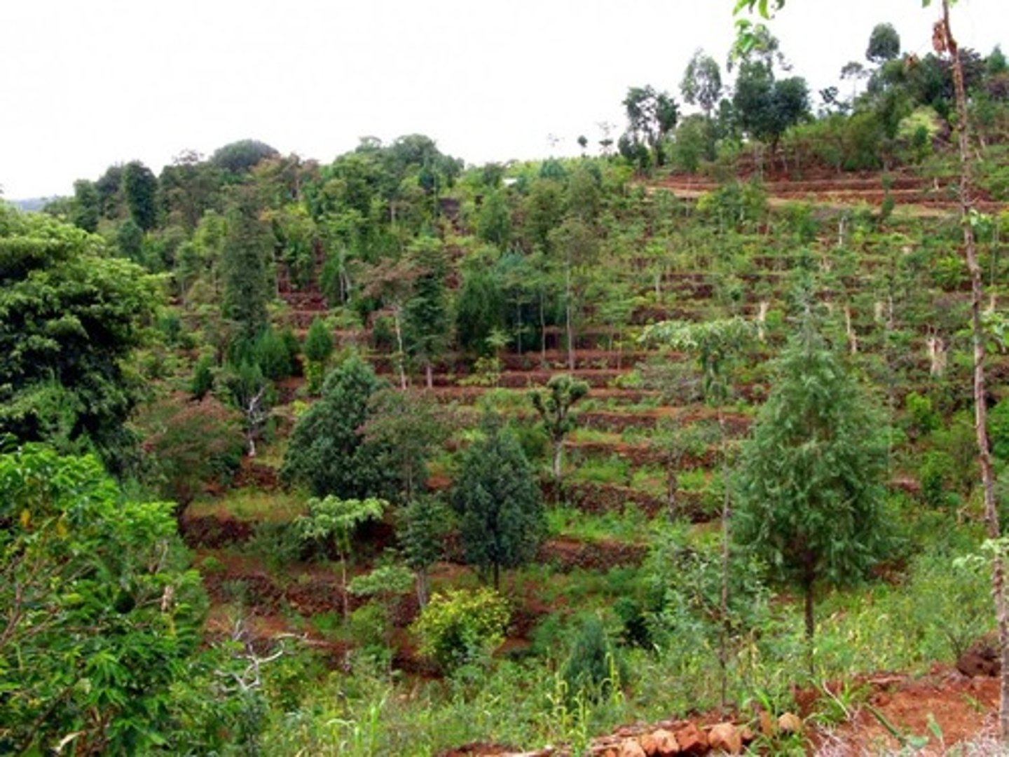<p>= systems include both traditional and modern land use systems where trees are managed together with crops and/or animal production systems in agricultural settings</p>