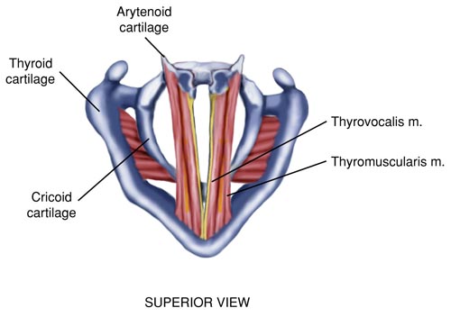 <p>origin: inner surface of thyroid cartilage near notch lateral to vocalis</p><p>course: <strong>posteriorly</strong>, parallel to vocalis</p><p>insert: base and <strong>muscular process</strong> of <strong>arytenoids</strong></p><p>action: similar to LCA</p><p>impact on vocal folds: <strong>relaxes</strong> vocal folds, provides <strong>cushioning</strong>, and <strong>elasticity</strong> to VF</p>