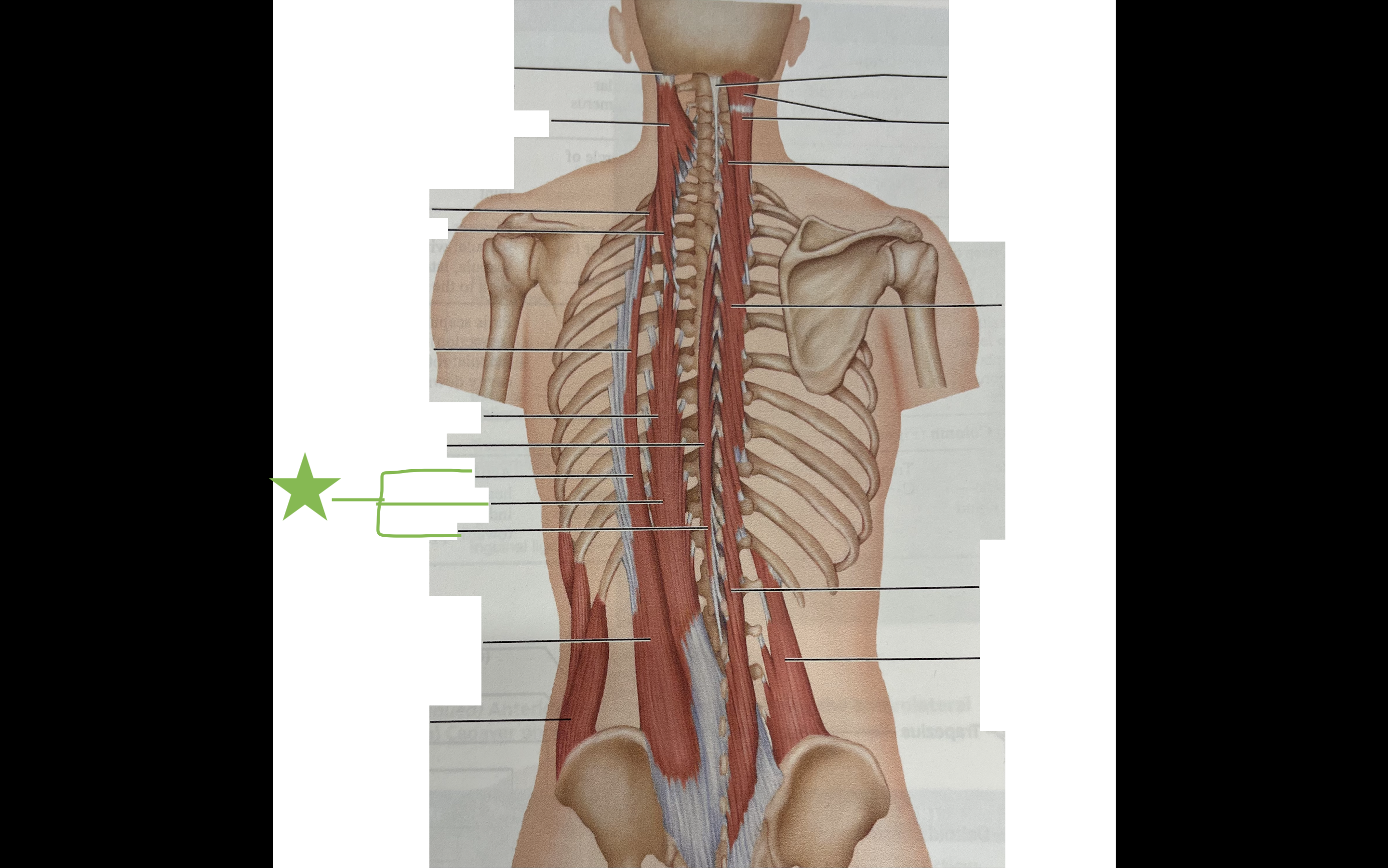 <p>Muscle, Origin, and Insertion</p>