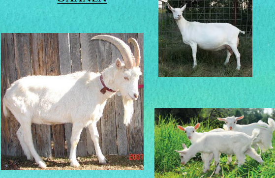 <p>what breed is this</p>