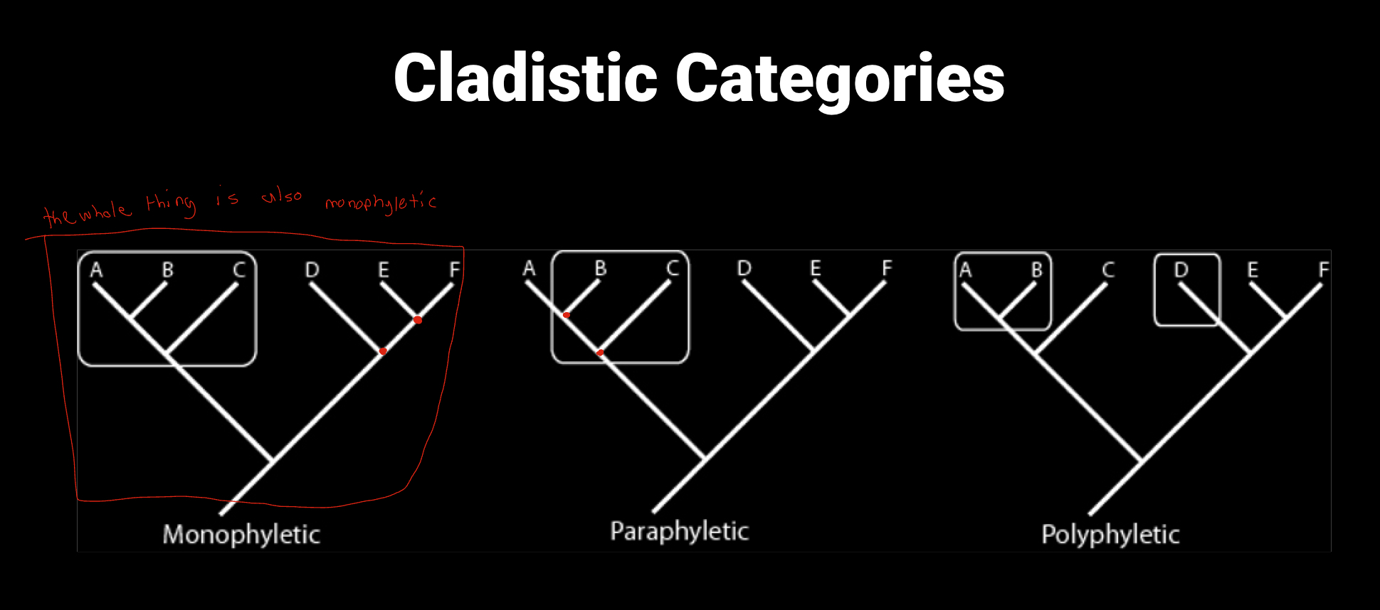 <ul><li><p>Monophyletic clade - includes all descendants from one ancestor</p><ul><li><p>the only evolutionarily meaningful cladistic category</p></li></ul></li></ul><ul><li><p>paraphyletic group - does not include all descendants of a common ancestor</p></li><li><p>polyphyletic group - includes two groups that are not closely related</p></li><li><p>outgroup - distantly related group that is used to establish primitive and derived traits</p></li></ul><p></p>