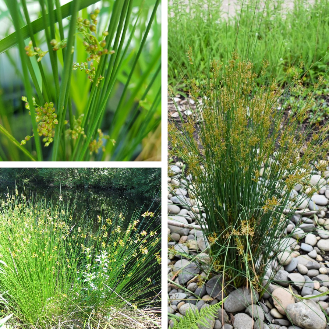 <p>Rush</p><p>rushes are round, round, quill like flowers at tips</p>