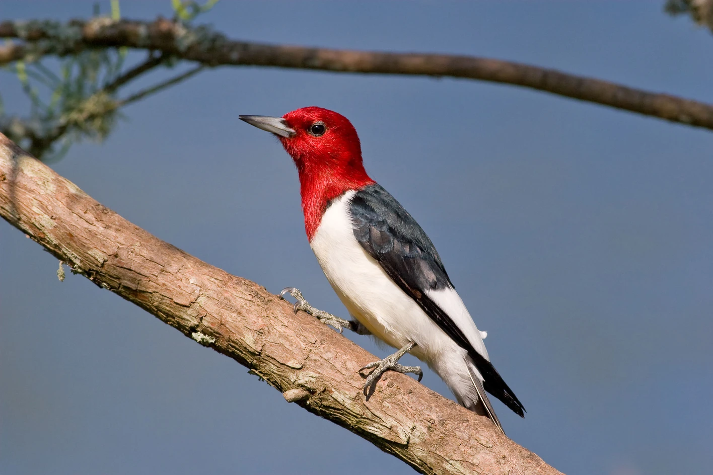 <ul><li><p>Solid red head</p></li><li><p>No speckling along topside</p></li><li><p>Black topside</p></li><li><p>White underside</p></li></ul><p></p>