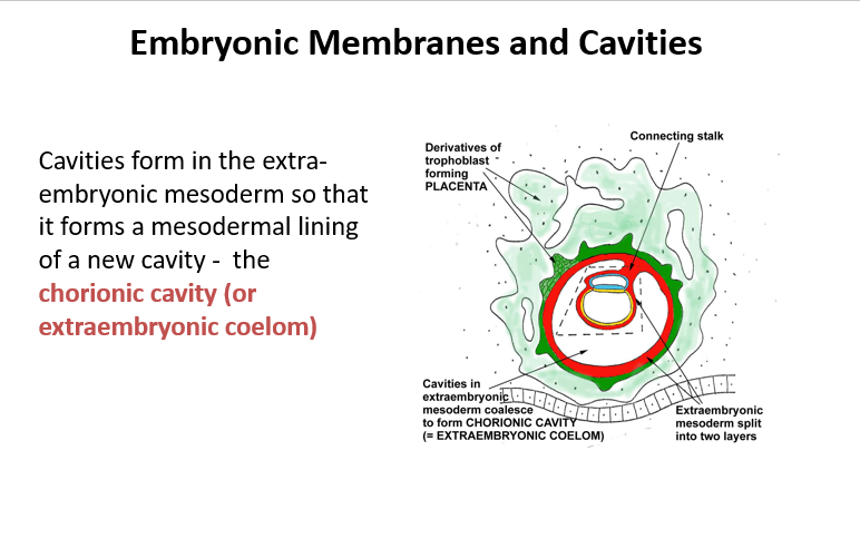 <p><mark data-color="purple">Embryonic Membranes and Cavities</mark></p><p>Can you provide labels, descriptions, and an explanation of the elements within this diagram, detailing what it represents or illustrates?</p><p><mark data-color="green">Lecture Slide 8</mark></p>