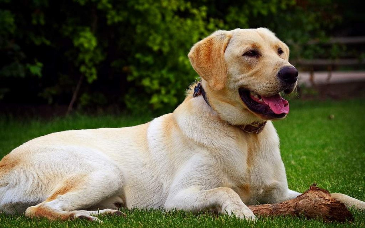 <p>Friendly, Outgoing</p><p>Plays well with other labs</p><p></p><p>Slow to mature, great family dogs, prone to allergies</p>