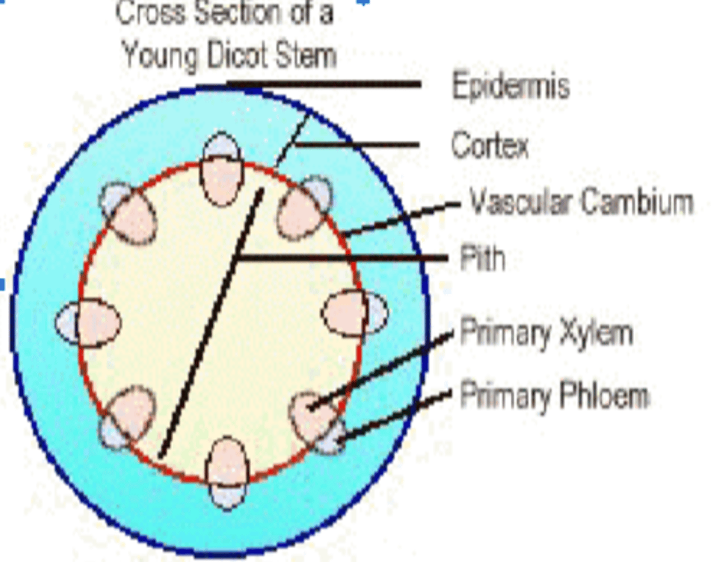<p>-Epidermis</p><p>-Cortex</p><p>-Vascular Cambium (in a ring)</p><p>-Primary phloem (on the OUTSIDE of the vascular cambium)</p><p>-Primary xylem (on the INSIDE of the vascular cambium)</p><p>-Pith</p>