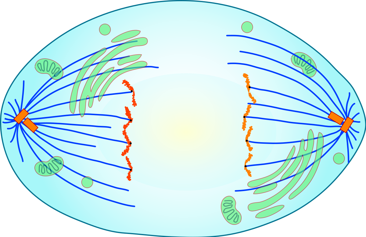 3rd phase of mitosis in which **the chromosomes separate and move to opposite ends of the cell**