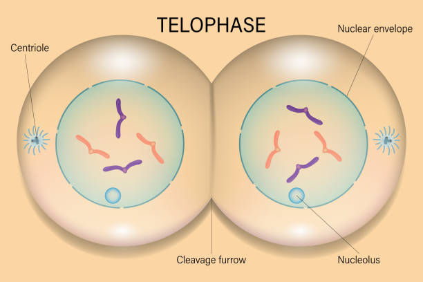 <p>Telophase: creates cleave to separate cells</p><ul><li><p>begins cytokinesis </p></li></ul><p></p>