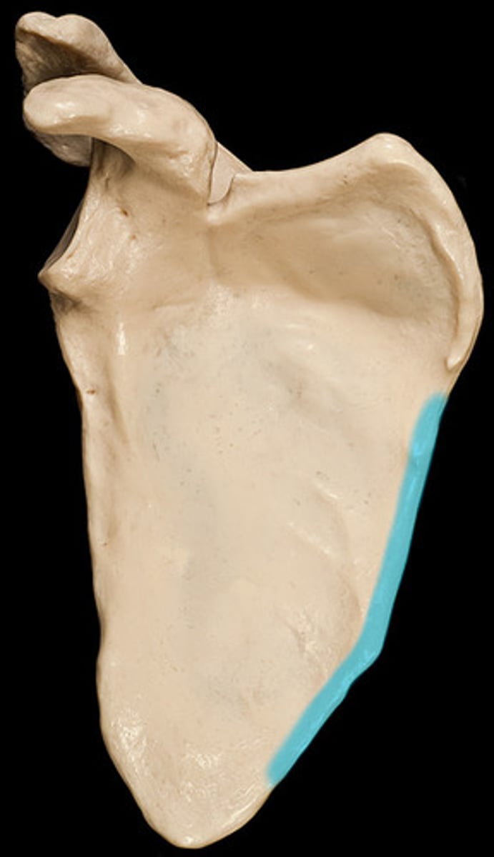 <p>border that runs downwards near the vertebrae</p>
