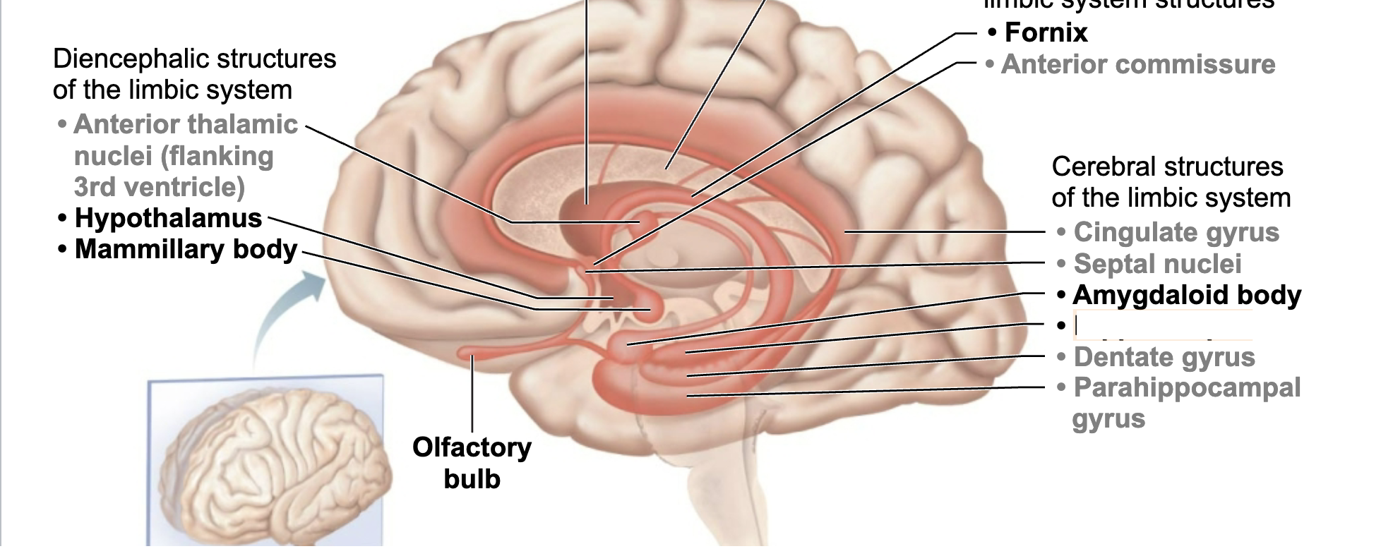 <p>What is this brain regions name and function?</p>