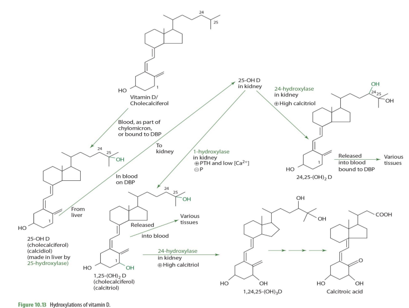 <p><span style="color: blue;">cholecalciferol</span></p>