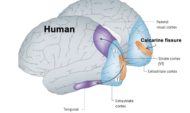 <p><span>- Sits around calcarine fissure, between the two hemispheres.</span><br><span>- Striate cortex that receives input from the lateral geniculate nucleus.</span></p>