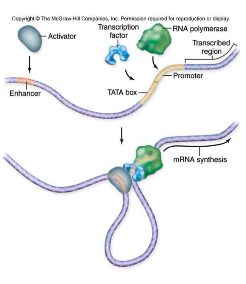 <ul><li><p>general transcription factors binds to promoter</p></li><li><p>RNA polymerase II binds to promoter to begin transcription at start site</p></li><li><p>Enhancers: specific DNA sequences where specific transcription factors bind</p></li></ul><p></p>