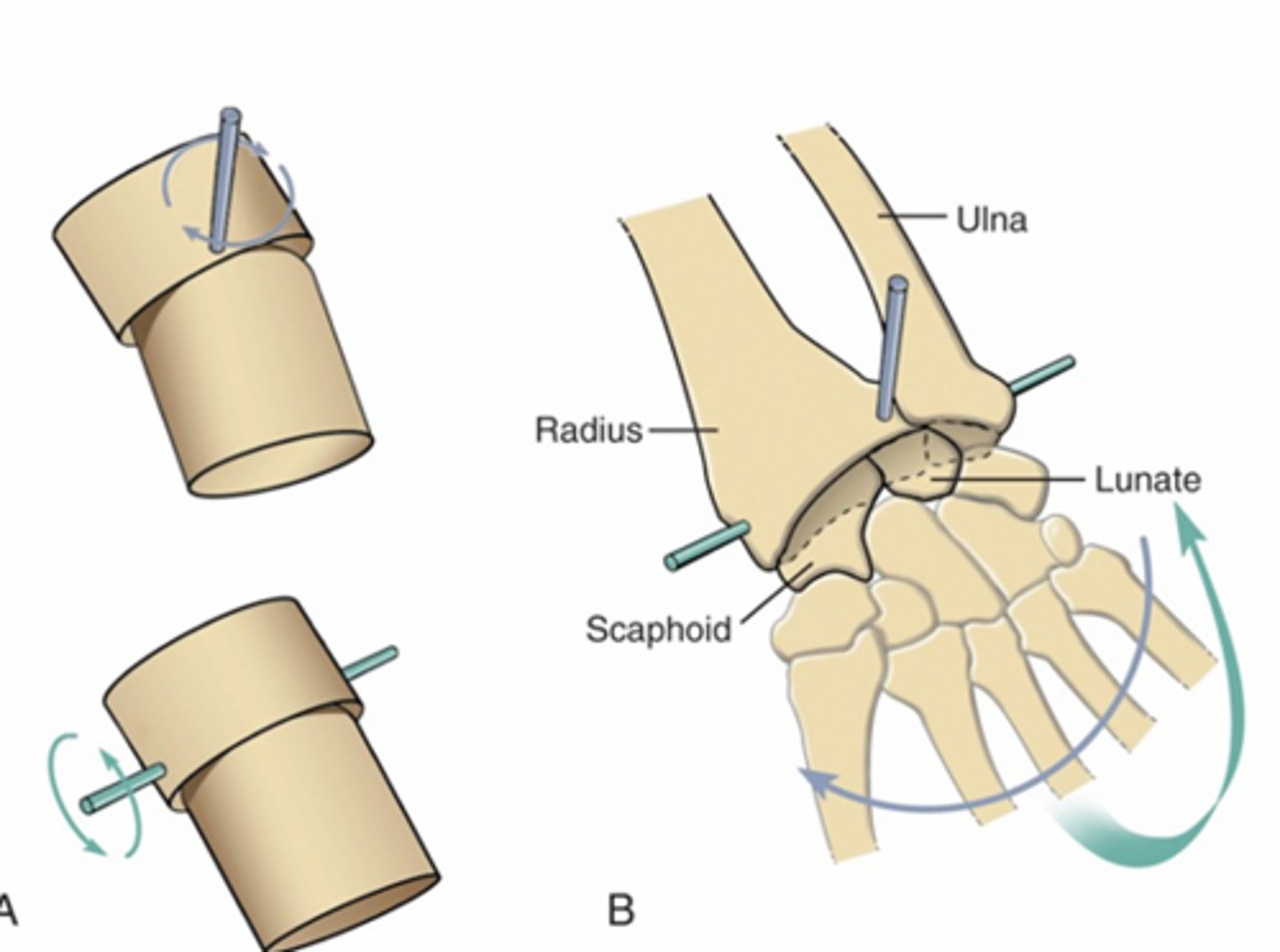 <p>2 DOF, 2 axis of rotation<br>Elliptic surfaces restrict spin between the two <br>EX: wrist</p>