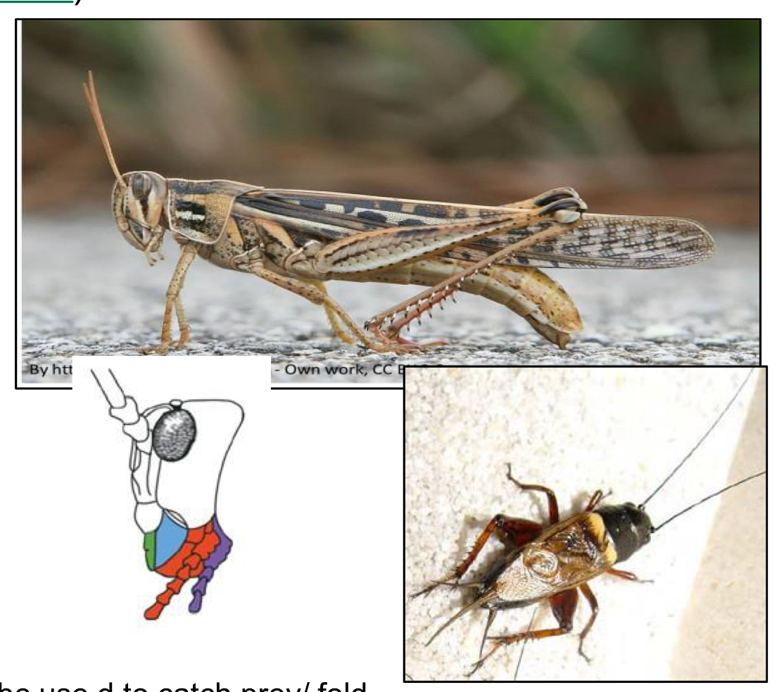 <p>What order do grasshoppers and crickets belong to</p>