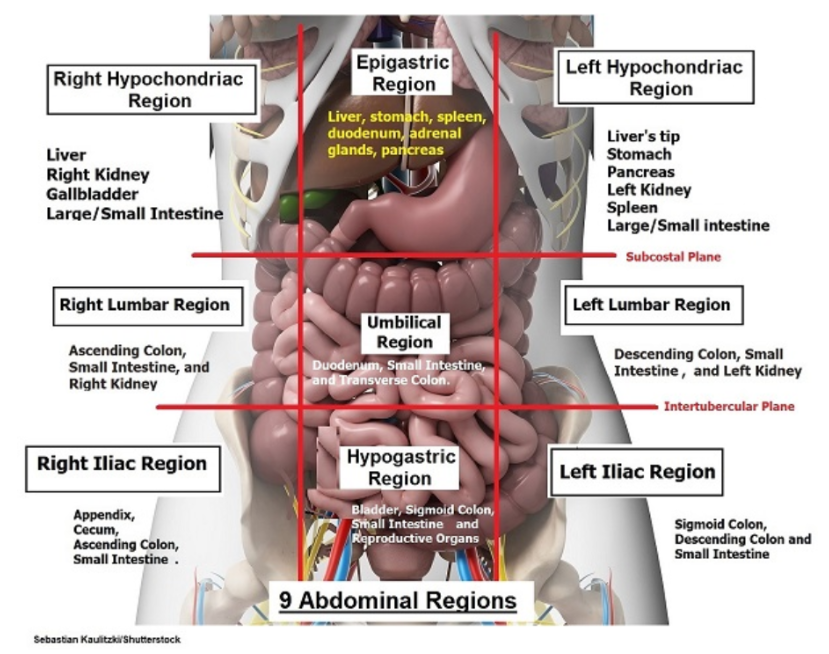 <p>Contains the duodenum, small intestine, and transverse colon.</p>