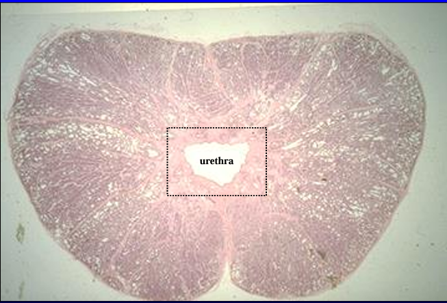 <p>Cross-section of the canine prostate.</p><p>This section shows the prostatic body surrounding the urethra (center)</p>
