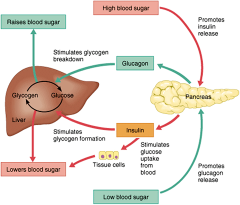 <ol><li><p><strong>Stimulus</strong>: an increase in blood sugar</p></li><li><p><strong>Receptor</strong>: receptors on pancreatic beta cells </p><ul><li><p>detect an increase in blood sugar</p></li></ul></li><li><p><strong>Control Center</strong>: pancreatic beta cells</p><ul><li><p>receive information from their receptors &amp; communicate with the other cells in the body using insulin</p></li></ul></li><li><p><strong>Effector</strong>: pancreatic beta cells</p><ul><li><p>respond to insulin by taking in sugar from the bloodstream</p></li></ul></li><li><p><strong>Response</strong>: decrease in blood sugar levels</p></li></ol><p></p>