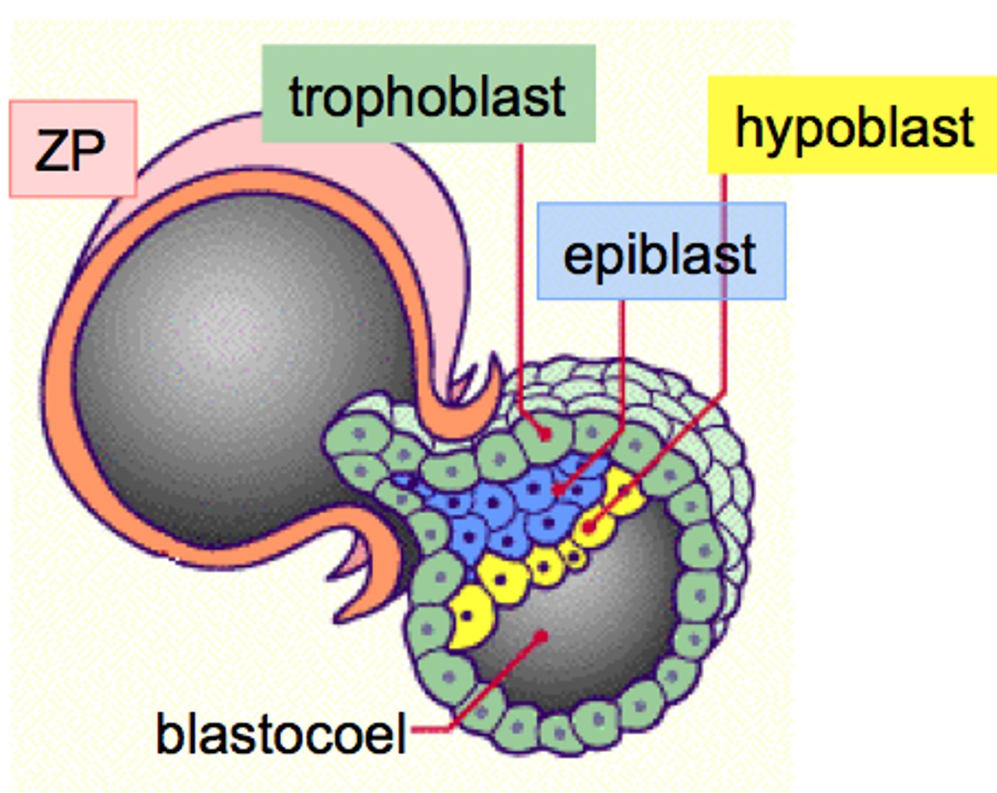<p>5 days after fertilisation</p><p>Embryo liberates itself from the zona pellucida shell, leaving it behind </p>