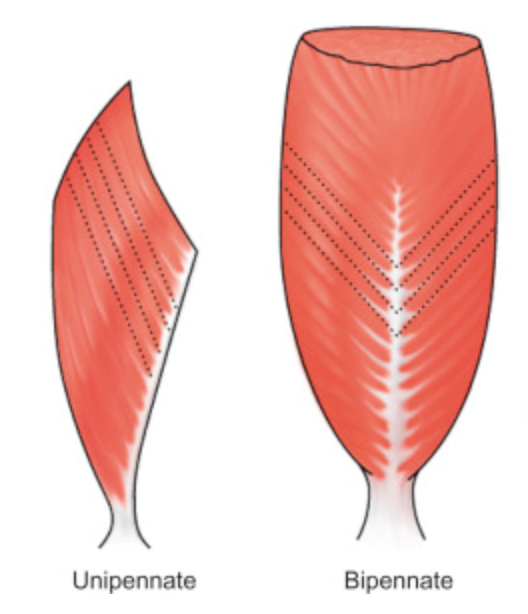 <p>Muscle that resembles a feather with muscle fibers approaching a central tendon at an oblique angle. This structure maximizes the muscle’s force potential making it well suited for generating large forces to support or propel the weight of the body.</p>