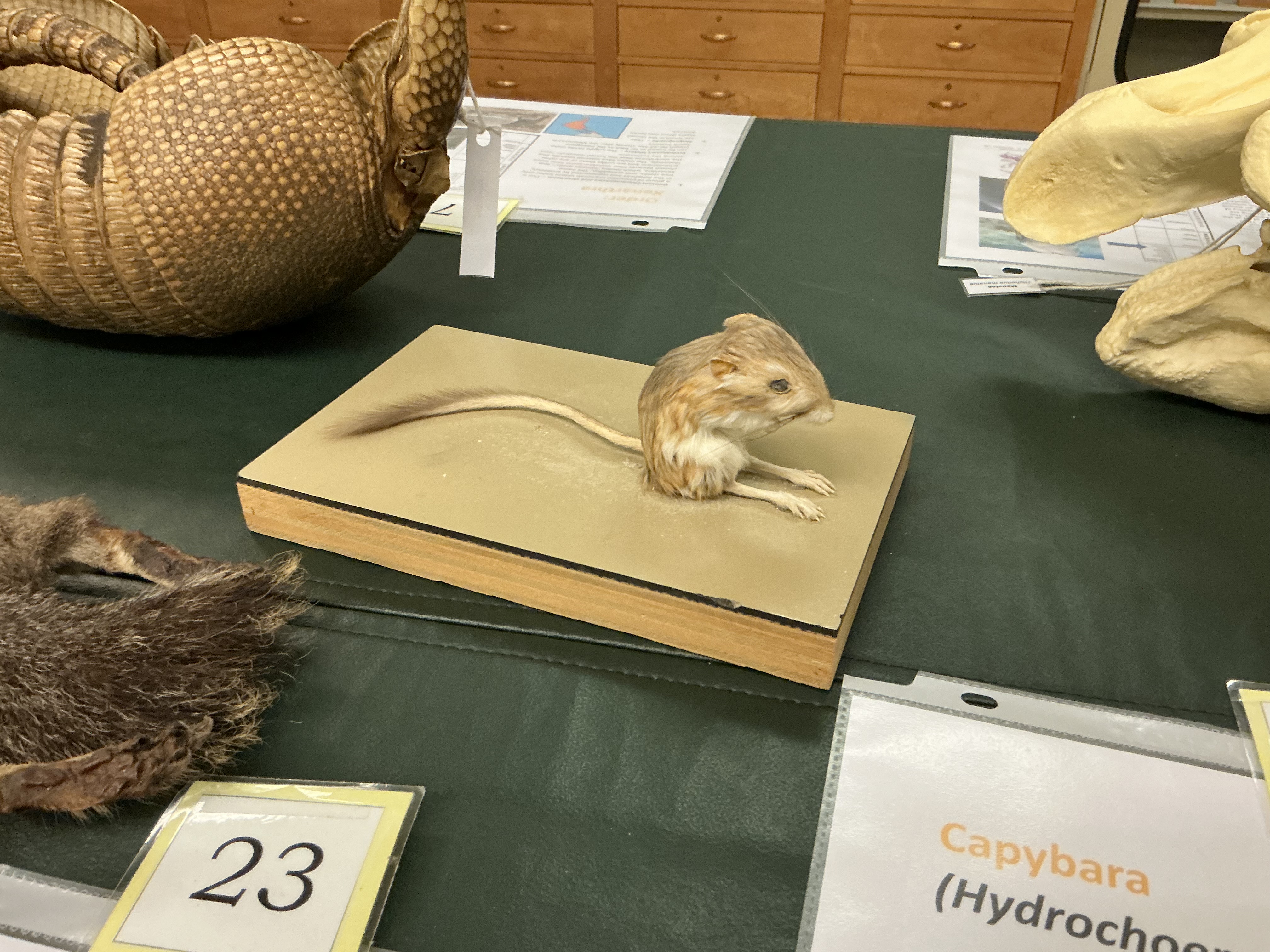 <p>What adaptation are seen in kangaroo rats for their existence in the desert?</p>