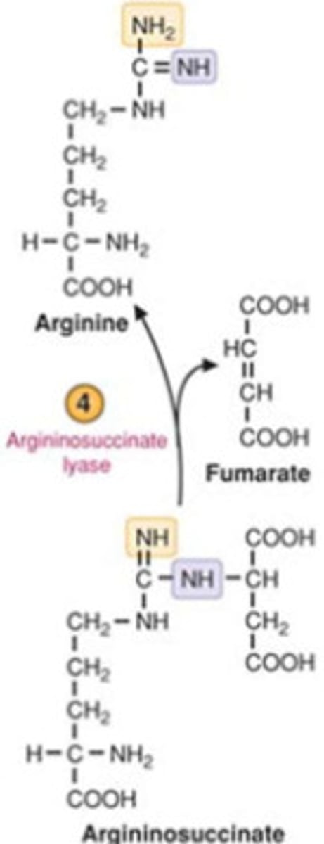 <p>Argininosuccinate is broken down into arginine and fumarate. This step is catalyzed by argininosuccinate lyase</p>