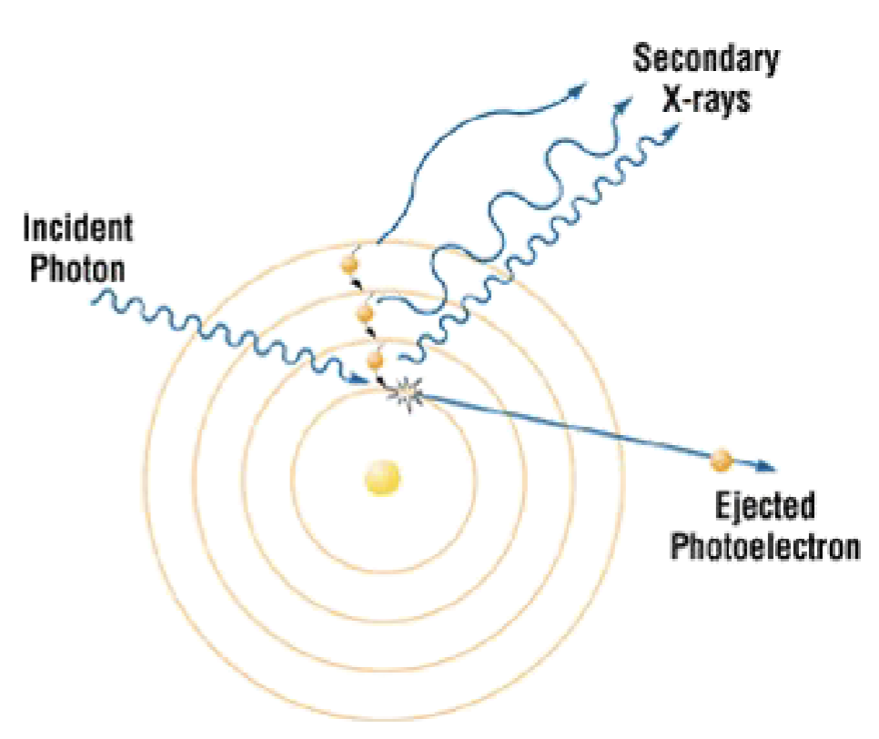 <p>Ionization occurs when inner shell electron is ejected</p><p>Incident photon disappears, photoelectron is ejected</p><p>Incident photon has to be greater than K shell electron energy</p><p>Inner shell electron is ejected, outer electron fills the orbit-producing characteristic radiation</p><p>Contributes significantly to patient dose</p>