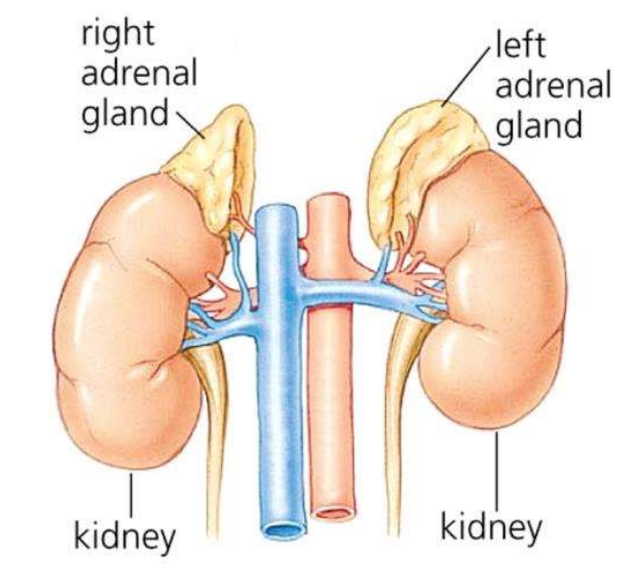 <ul><li><p>In times of stress, the sympathetic nervous system stimulates the release of adrenaline from the adrenal glands</p></li><li><p>Adrenaline stimulates the cardiac centre in the brain, increasing the impulses in the sympathetic neurons supplying the heart &amp; SAN to increase heart rate</p></li></ul><p></p>
