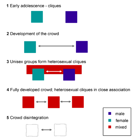 <ul><li><p>Field study → later became observational</p></li><li><p>Made initial contact with participants in institution settings to form a rapport with them, before then observing them in social settings.</p></li><li><p>Questionnaires and interviews were also used to collect data.</p></li><li><p>Participants required to keep a diary.</p></li><li><p>Sample- 303 Sydney adolescents between ages 13 and 21. Dunphy- Adolescent relationship status.</p></li></ul><ol><li><p>Young people form unisex cliques</p></li><li><p>Unisex cliques interact to form heterosexual crowds</p></li><li><p>High ranking members pair off and date</p></li><li><p>Fully developed crowds, including couples.</p></li><li><p>Crowds start to separate.</p></li></ol><ul><li><p>Heterosexual = multiple genders</p></li><li><p>Unisex = Single gender</p></li></ul>