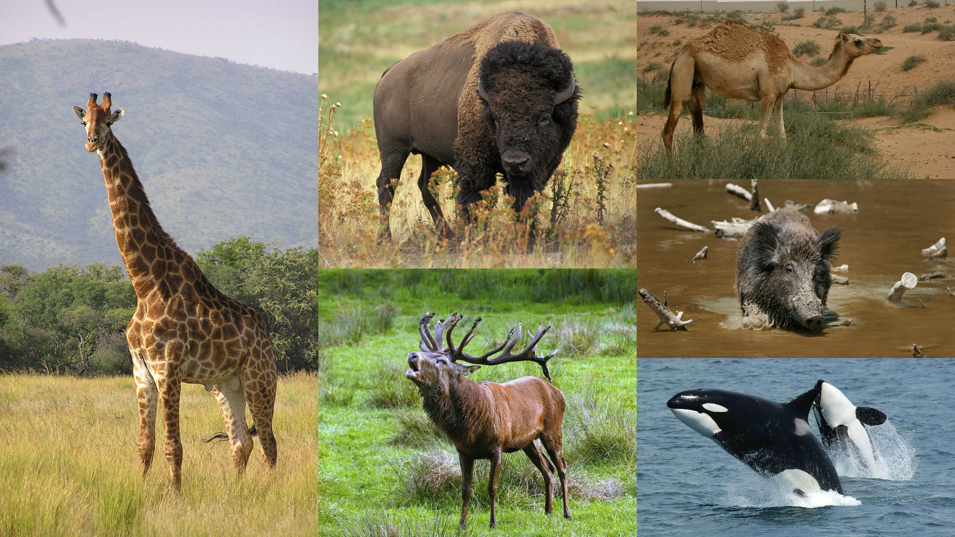 <p>some sources have whales and even toed animals in the same order. </p>