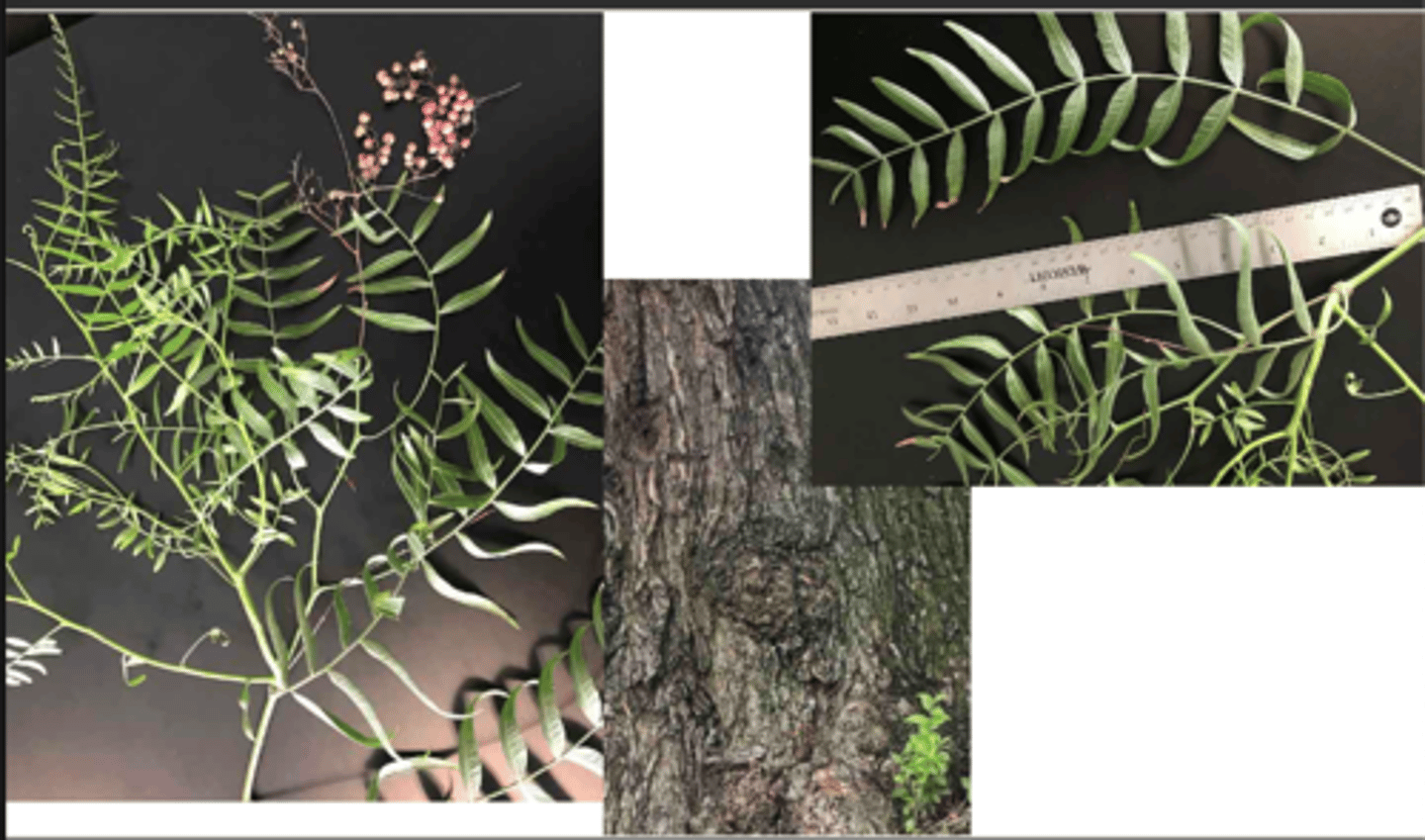 <p>1'. Angiosperms</p><p>----------------</p><p>10. Leaves compound</p><p>----------------</p><p>11'. Leaves pinnately compound</p><p>----------------</p><p>13'. Leaves once-pinnately compound</p><p>----------------</p><p>17'. Leaves alternate</p><p>----------------</p><p>18'. Nodes lacking spines</p><p>----------------</p><p>19'. Leaves generally more than 9 inches long</p><p>----------------</p><p>21. Leaflets &gt; 17, leaf drooping, often curved, leaflets narrowly lance-shaped</p>