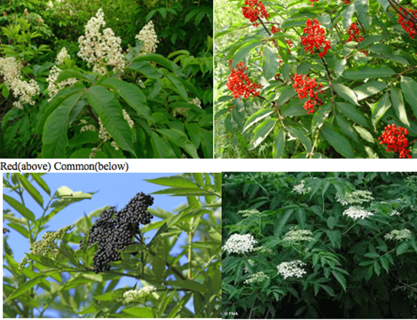 <p>common/red elderberry</p>