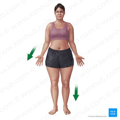 <p>-Away from the origin or attachment point.</p>