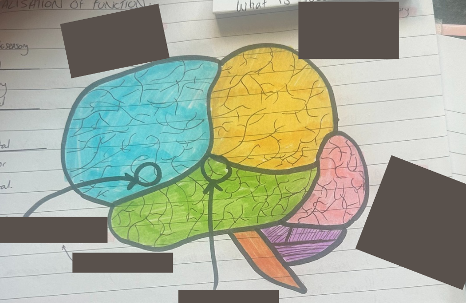 <p>label the brain</p>