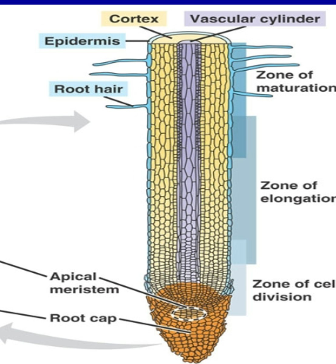 <p>-Root Hairs</p><p>-Epidermis</p><p>-Cortex</p><p>-Vascular cylinder</p><p>-Zone of maturation (highest of the three zones)</p><p>-Zone of elongation (middle of the three zones)</p><p>-Zone of cell division (lowest of the three zones)</p><p>-Root cap</p>