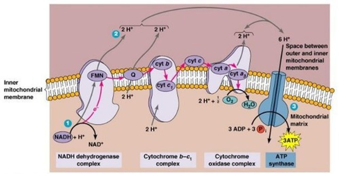 <p>Chemiosmosis.</p>