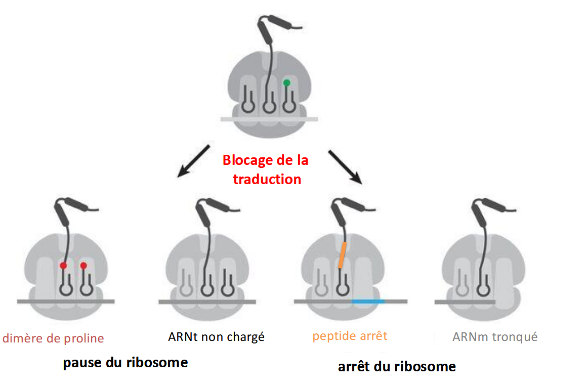 <p>pause ou arret du ribosome</p>