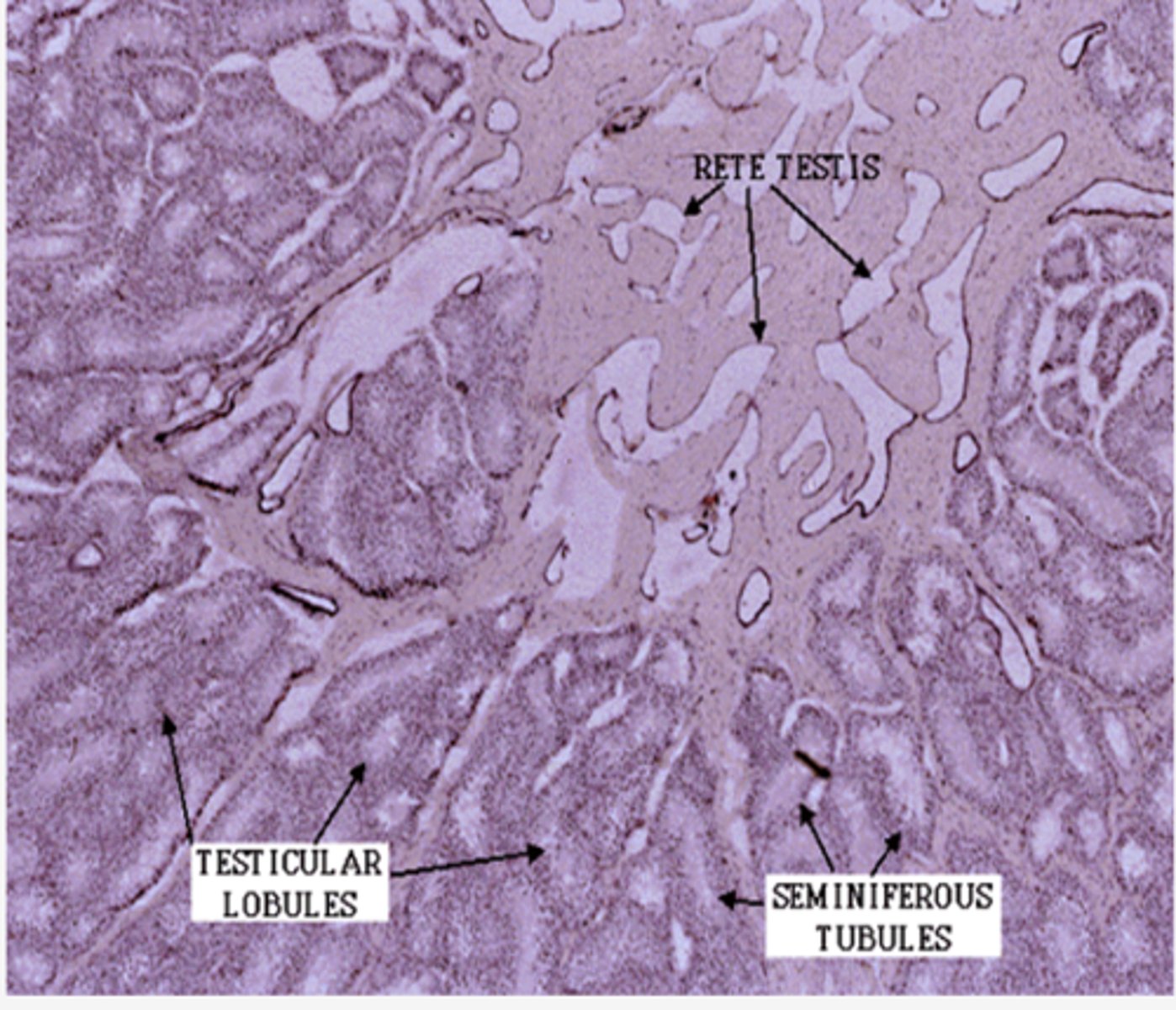 <p>Identify the organ</p>