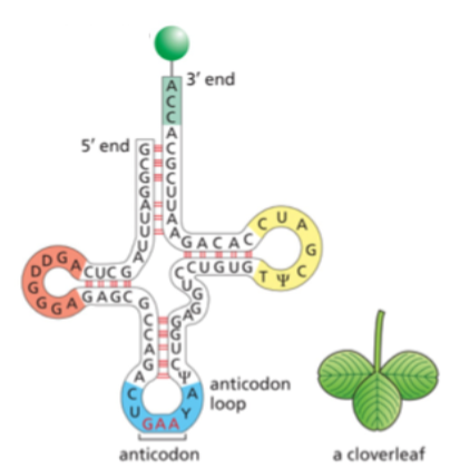<p>the 3’ end</p>