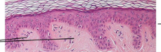 <p>Characterized by these hill-like shapes</p>