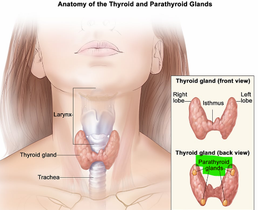 <p>Parathyroid hormone (PTH) </p>