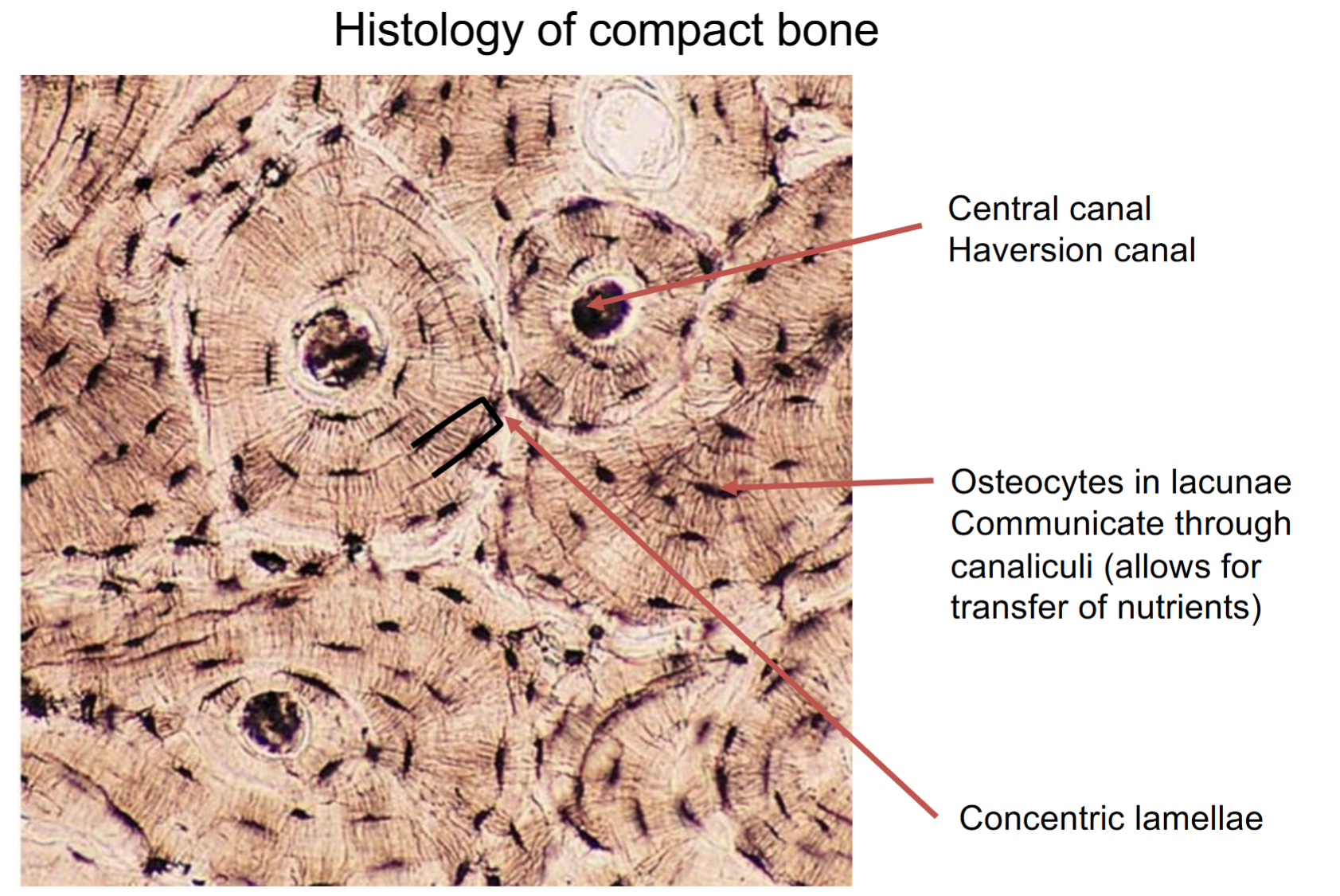 <p>osteon</p>