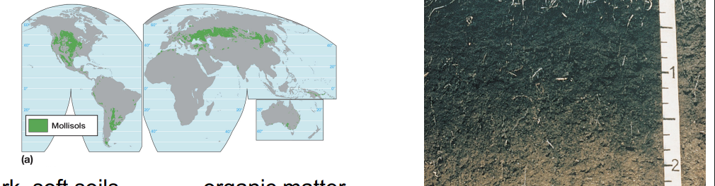 <p><strong>mollisol characteristics</strong></p>