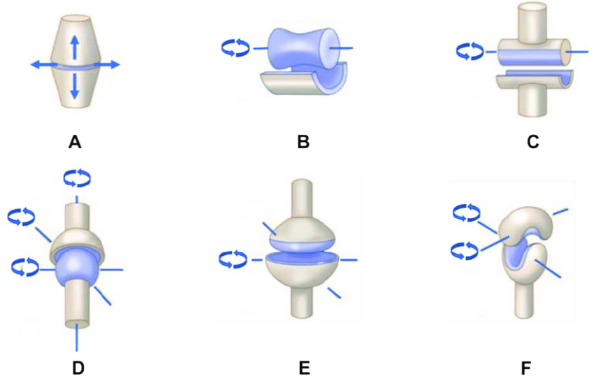 created where two bones articulate to allow free movement within range of motion (e.g. knee, elbow, ankle)
