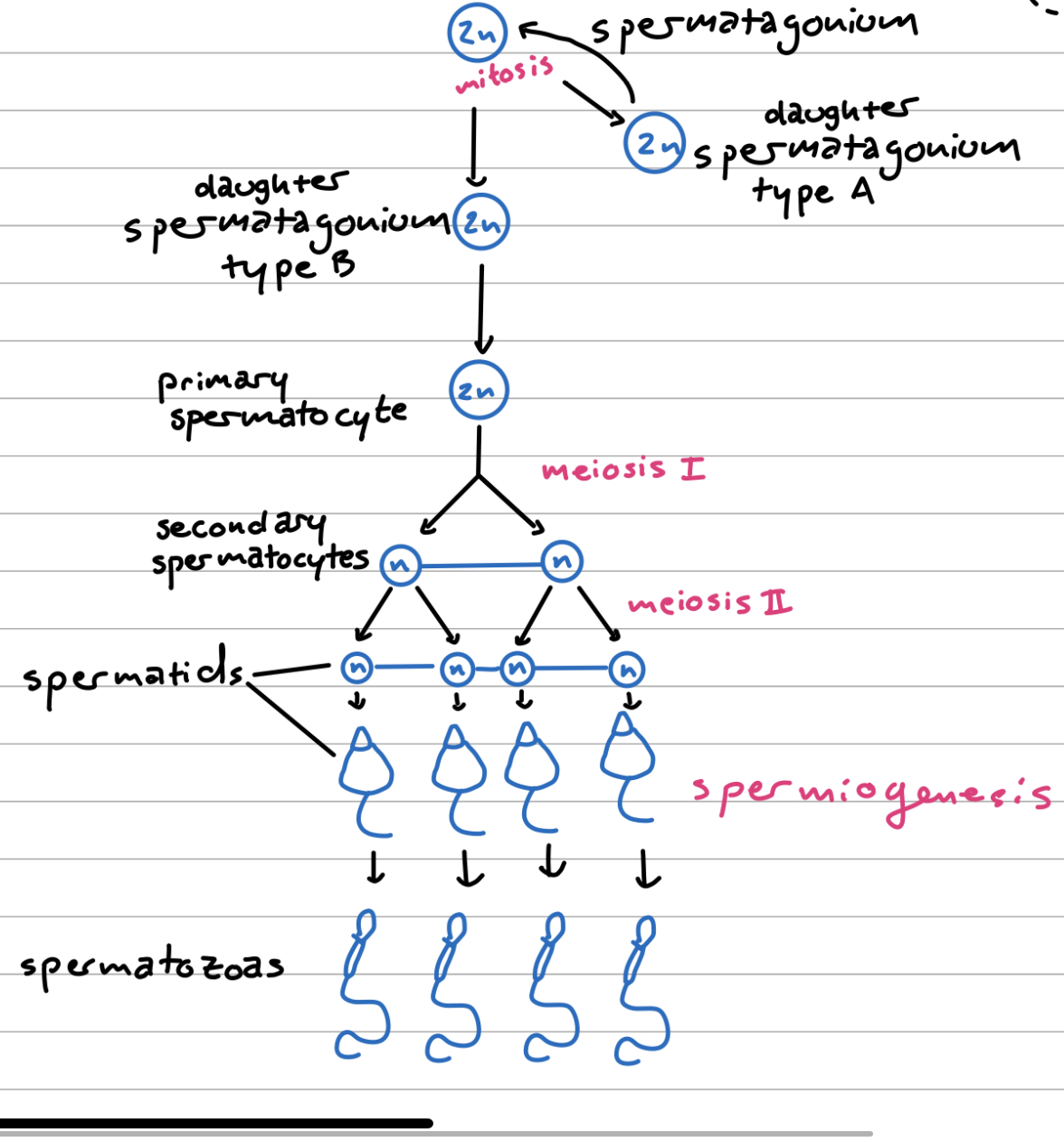 <p>The process of four haploid spermatozoa forming from one diploid spermatogonium</p>