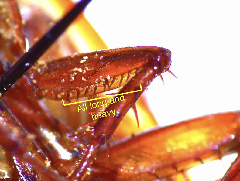 <p>It’s a roach - but what kind? (Hint, large)</p><p>Order, Superfamily, Epifamily, Family, Common Name</p>