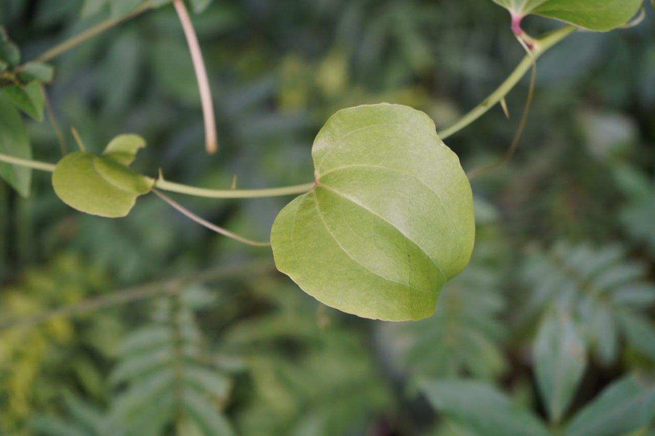 <p><em>Smilax rotundifolia</em></p>