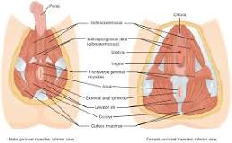 <p>What is the perineal region?</p>