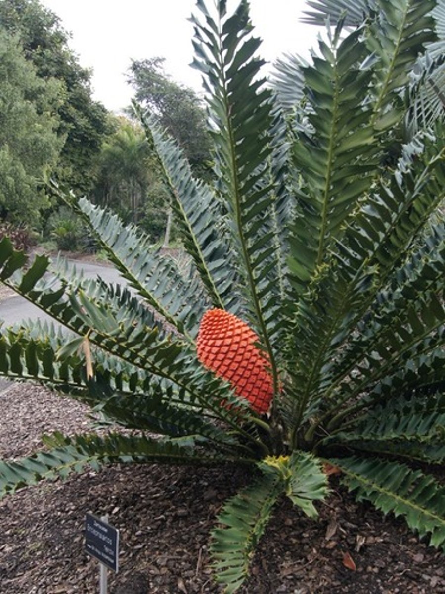 <p>gymnosperm that grows in tropical climates and resembles a palm tree; member of the phylum Cycadophyta</p>